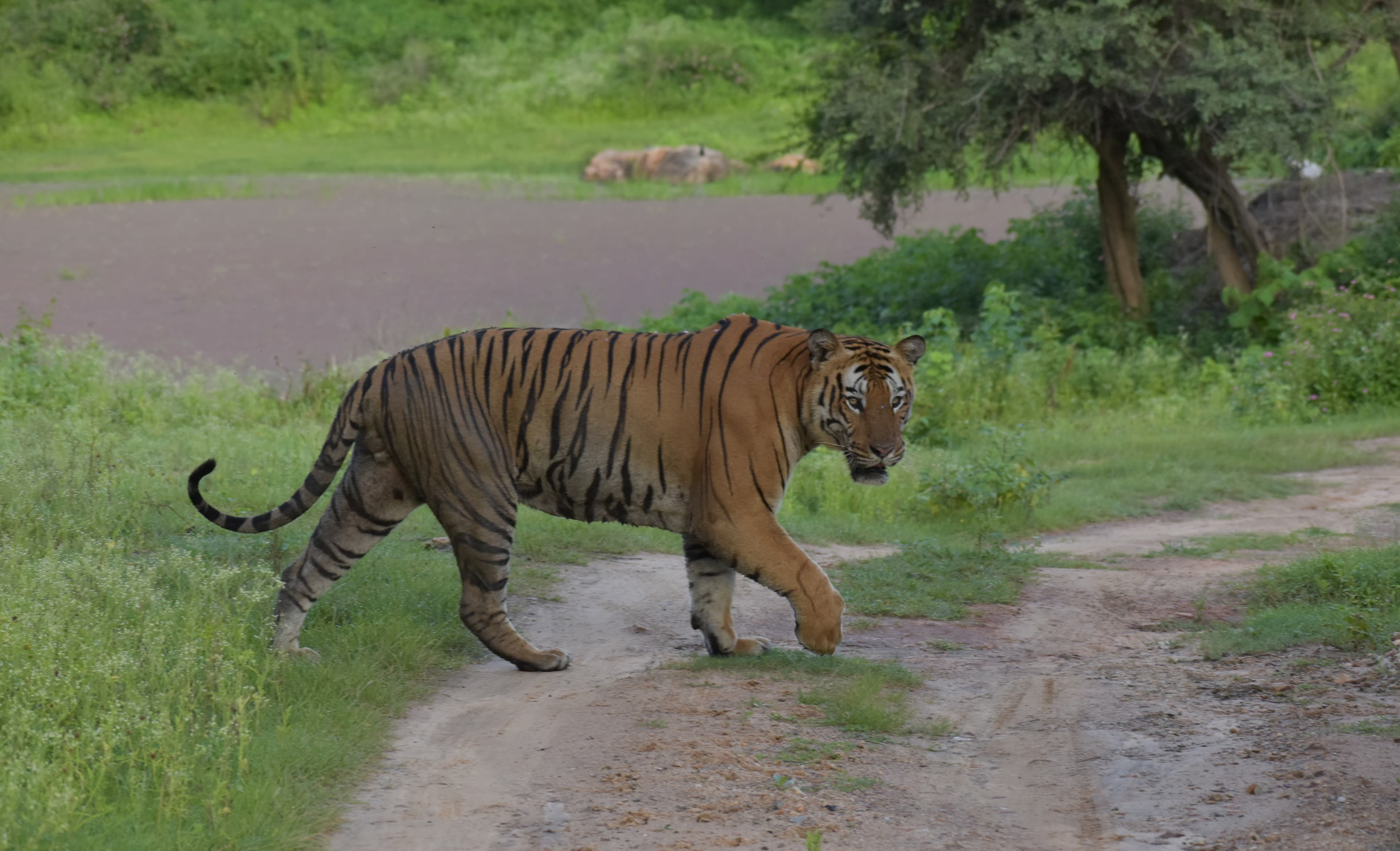 Dawn at Emerald Lake
